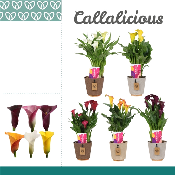 <h4>Zantedeschia Mix in ompot Charta</h4>