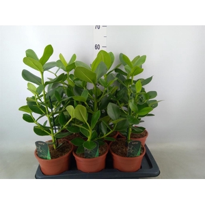 Clusia rosea 'Princess'