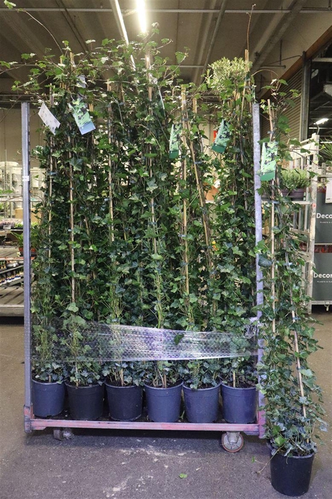 <h4>Hede Hibernica</h4>