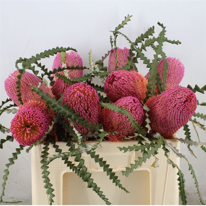 BANKSIA HOOKERIANA DUSTY PINK