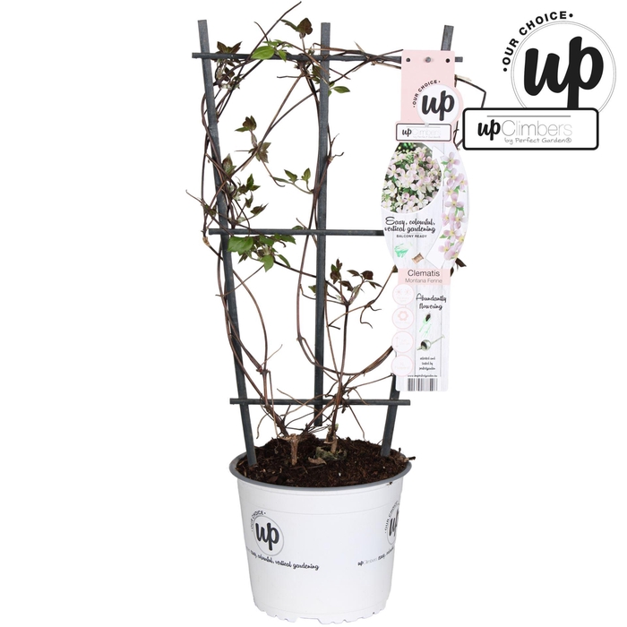 <h4>Clematis Montana</h4>