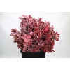 Quercus Preserved Cerise (oak,eik)