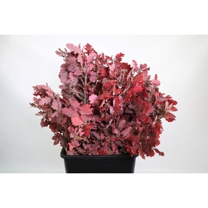 Quercus Preserved Cerise (oak,eik)