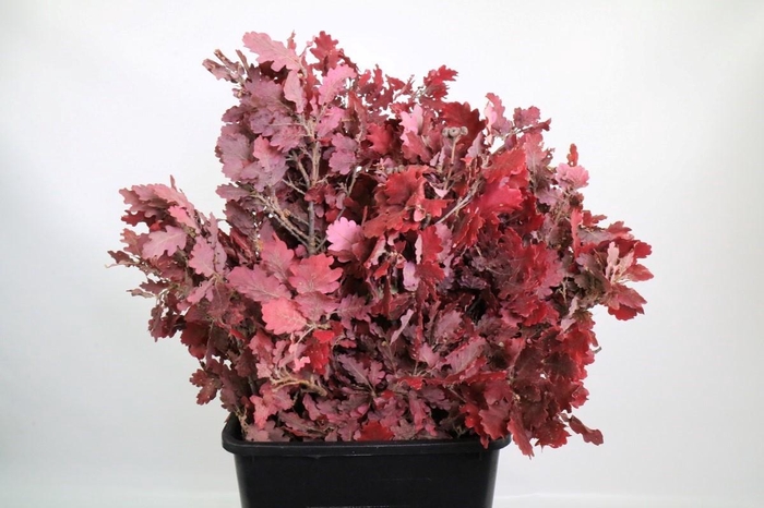 <h4>Quercus Preserved Cerise (oak,eik)</h4>