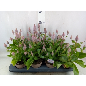 Ptilotus exaltatus 'Joey'