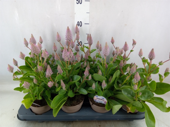 <h4>Ptilotus exaltatus 'Joey'</h4>