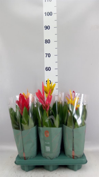 <h4>Vriesea   ...mix</h4>