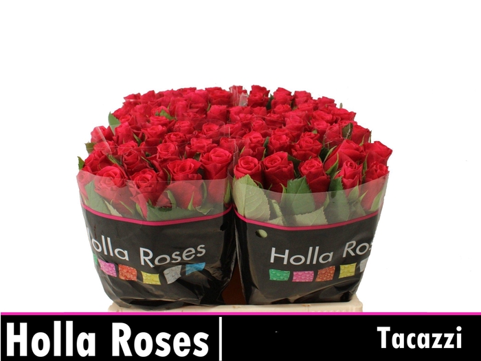 <h4>R GR TACAZZI+</h4>