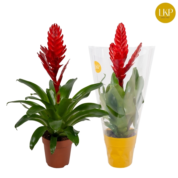 <h4>Vriesea Stream Rood (Met Hoes)</h4>