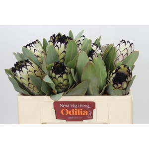 Protea Barbigera Snow Leopard Air