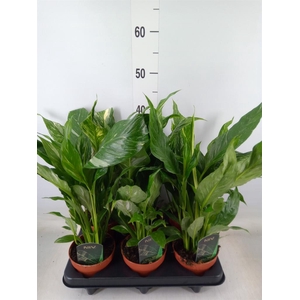 Spathiphyllum  'Diamond'