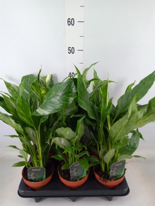 <h4>Spathiphyllum  'Diamond'</h4>