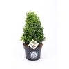 Ilex crenata 'Dark Green' cone 25-30cm