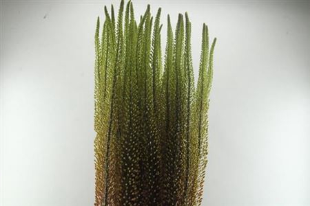 Eremurus Ov