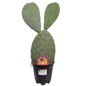 Opuntia Ficus Indica 1 Pp