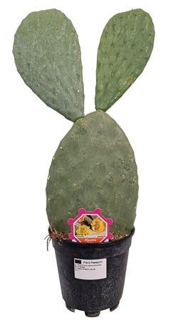 <h4>Opuntia Ficus Indica 1 Pp</h4>