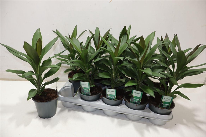 <h4>Cord Glauca</h4>