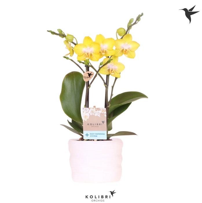 <h4>Kolibri Orchids Phalaenopsis Arezzo 2 spike in pot white with easy watering system</h4>