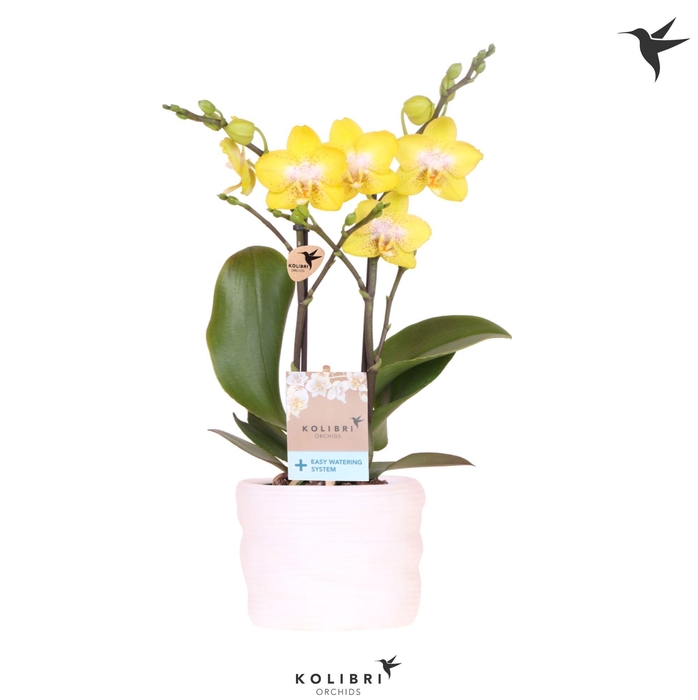 <h4>Kolibri Orchids Phalaenopsis Arezzo 2 spike in pot white with easy watering system</h4>