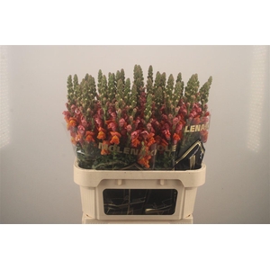 Antirrhinum Nl. Orange Avignon