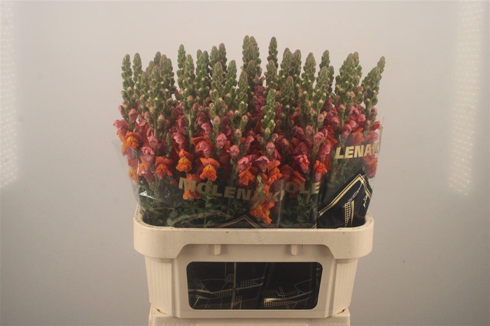 <h4>Antirrhinum Nl. Orange Avignon</h4>