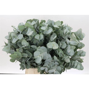 Eucalyptus cinerea   ../bos
