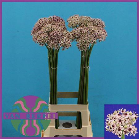 <h4>Allium Silverspring</h4>