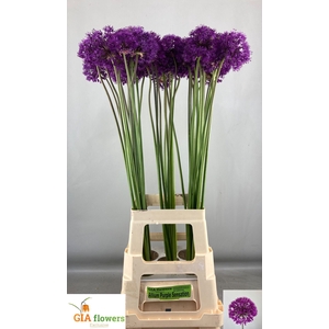 ALLIUM PURPLE SENS