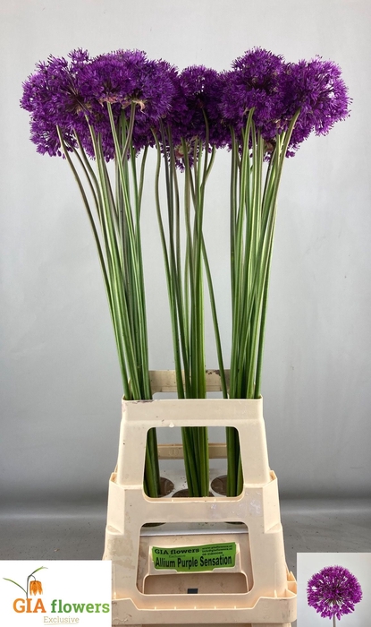 ALLIUM PURPLE SENS