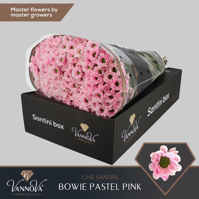 <h4>Chrysanten Chr S Bowie Pastel Pink</h4>