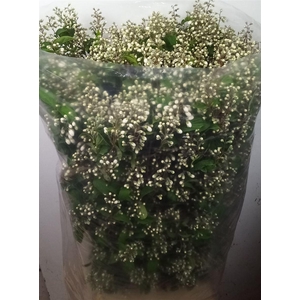 Deutzia Magical Spring