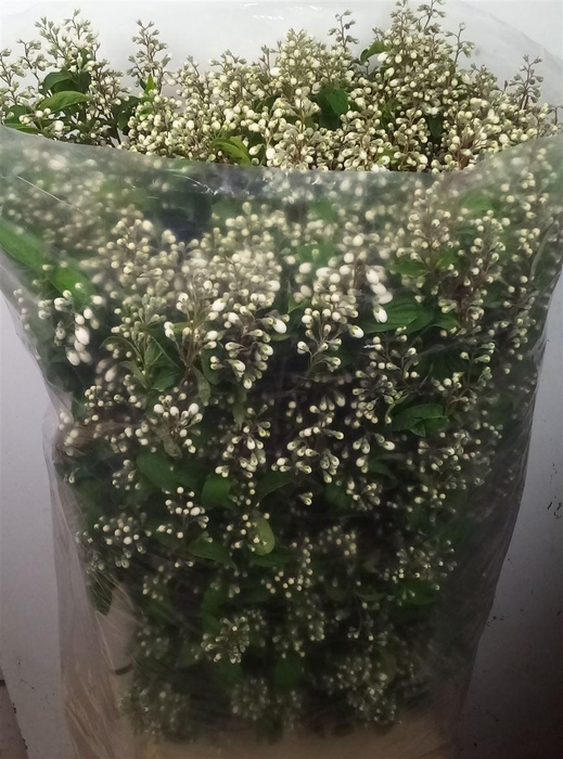 <h4>Deutzia Magical Spring</h4>