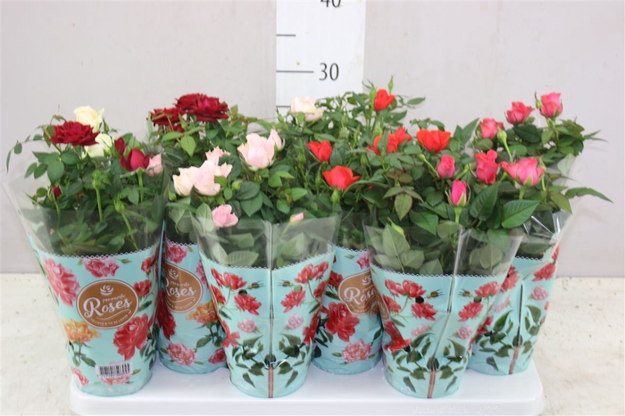 <h4>Rosa Favourite Gemengd</h4>