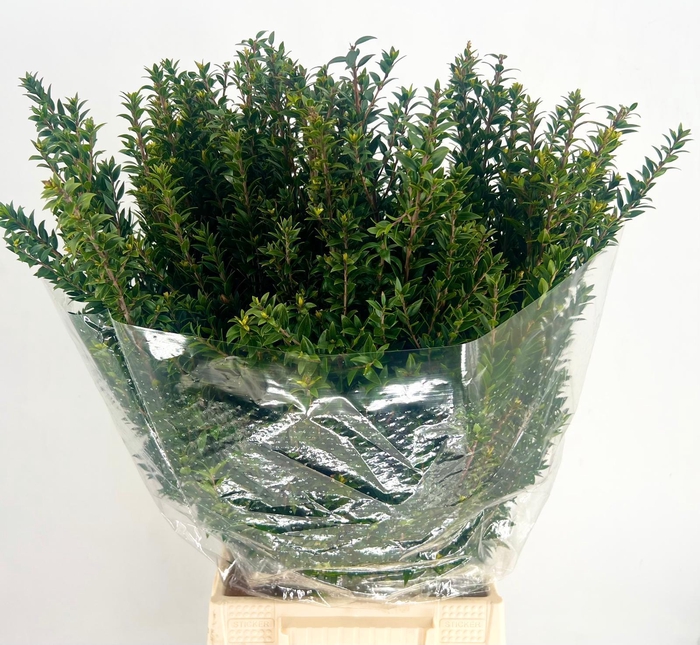 <h4>Myrte Tarantino</h4>