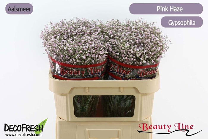 <h4>Gyps Pa Pink Haze</h4>