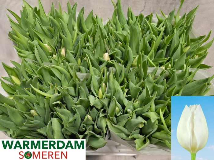 <h4>TU EN WHITE MARVEL</h4>