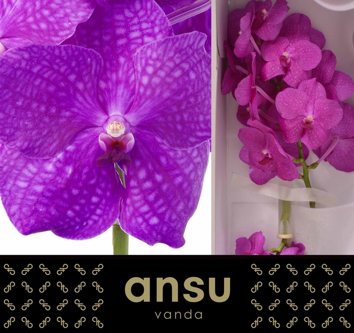 <h4>Vanda Nitaya Hot Magenta</h4>