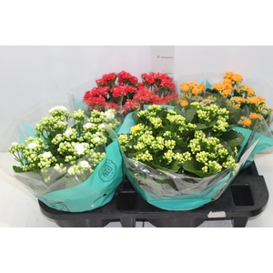 KALANCHOE DOBRADO C21