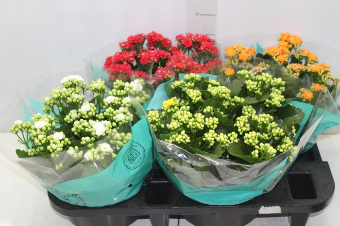 <h4>KALANCHOE DOBRADO C21</h4>