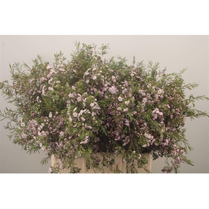 Chamelaucium Dancing Queen