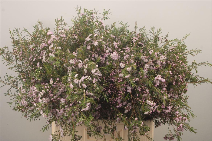 <h4>Chamelaucium Dancing Queen</h4>