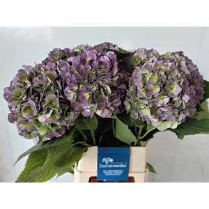 Hydr M Ch Verena Bl Cl