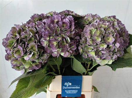 <h4>Hydr M Ch Verena Bl Cl</h4>