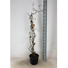 arr8 Corylus A Contorta