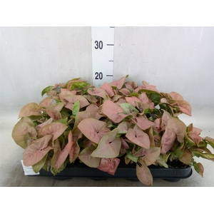 Syngonium  'Red Heart'