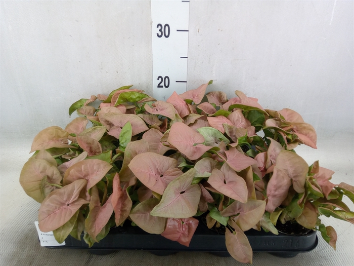 <h4>Syngonium  'Red Heart'</h4>