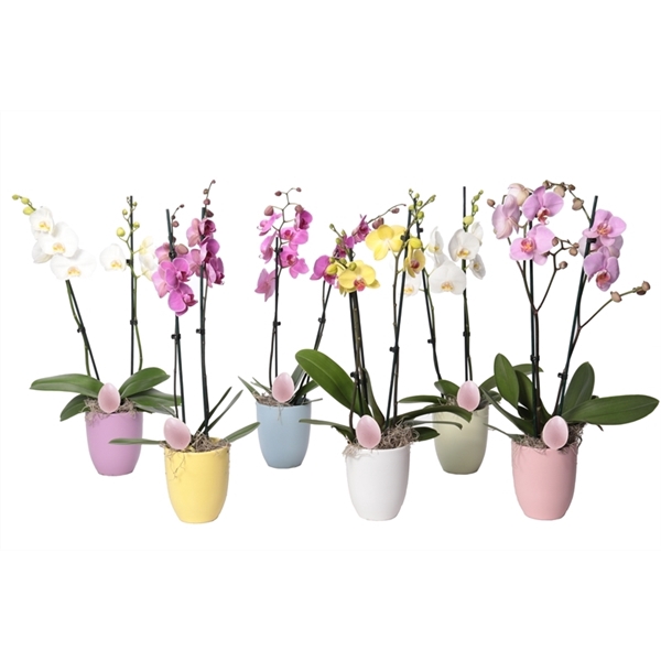<h4>Hugo p12 mix pastel Phal mix 2T14+</h4>