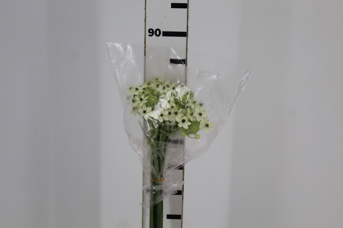 <h4>ORNITHOGALUM SAUNDERSIAE 080 CM</h4>