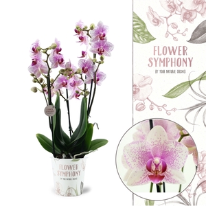 Flower Symphony | Rotterdam | Phalaenopsis 4 spike