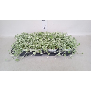 Dichondra argentea 'Silver Falls'